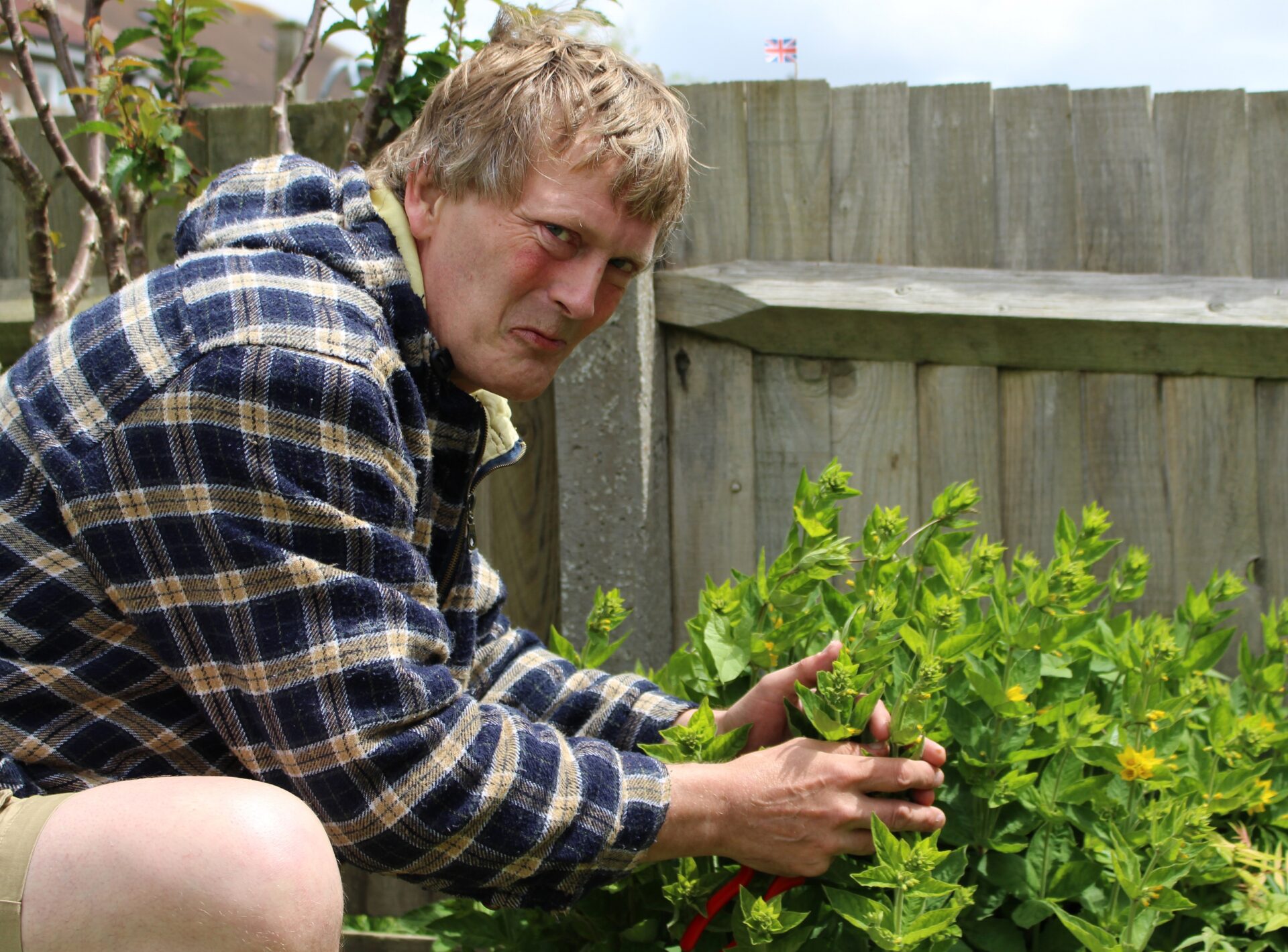 A man wearing a checked shirt is crouching by one of his shrubs in his garden
