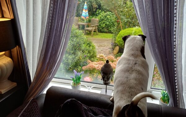 A dog sits on the back of a sofa, looking out through a window with light curtains at a colourful garden with a table, chairs, and umbrella. The photo is taken inside a cosy living space at Pathways Home, where the client lives.