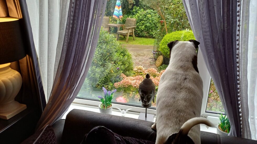 A dog sits on the back of a sofa, looking out through a window with light curtains at a colourful garden with a table, chairs, and umbrella. The photo is taken inside a cosy living space at Pathways Home, where the client lives.