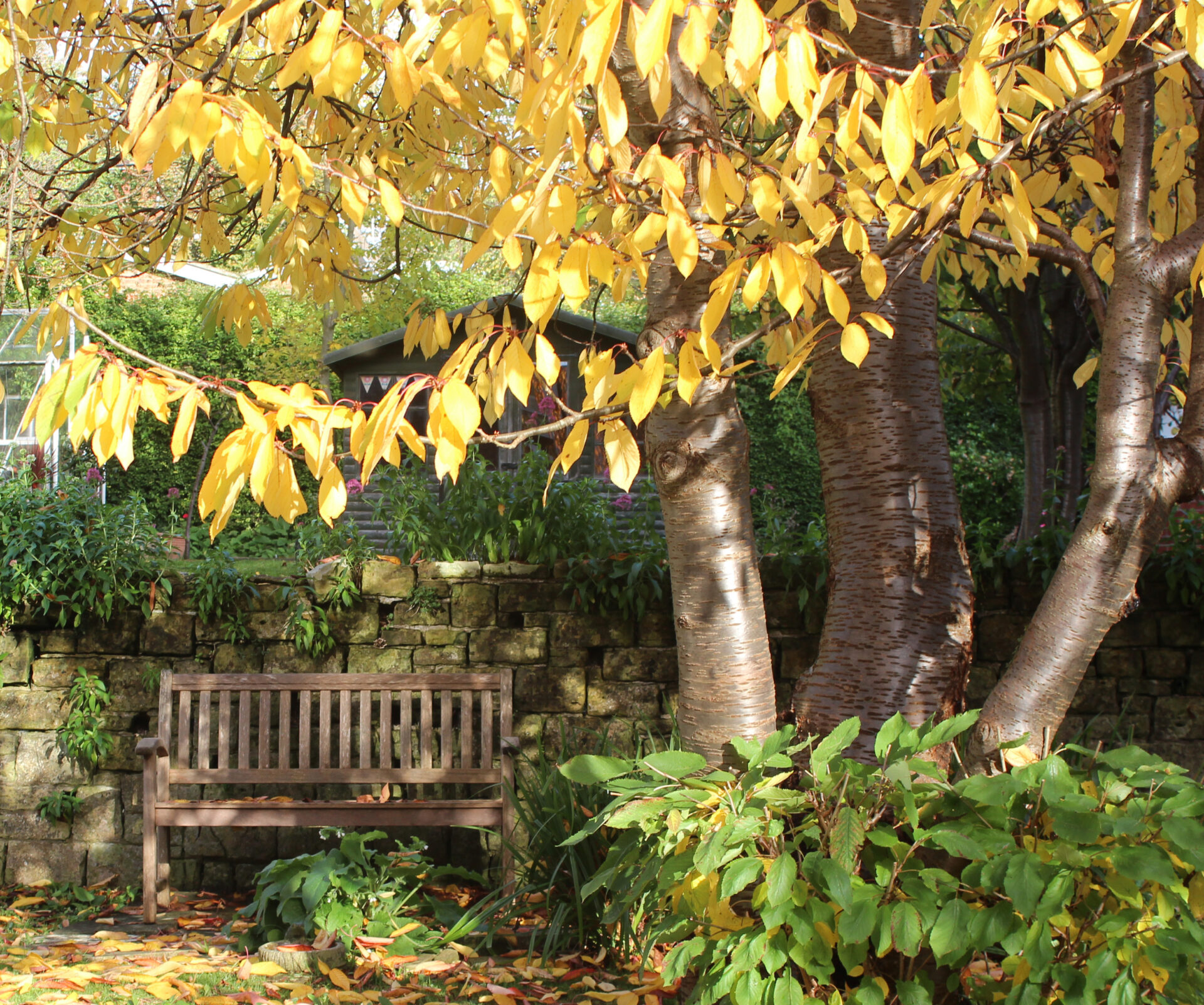 peaceful garden scene with a wooden bench beneath a tree with golden autumn leaves, surrounded by lush greenery and a stone wall – evoking a sense of calm, reflection, and connection with nature.